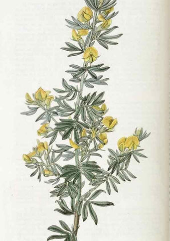 Reproducción/Reproduction 49823013082: Edwards's botanical register.. London :James Ridgway,1829-1847.. 