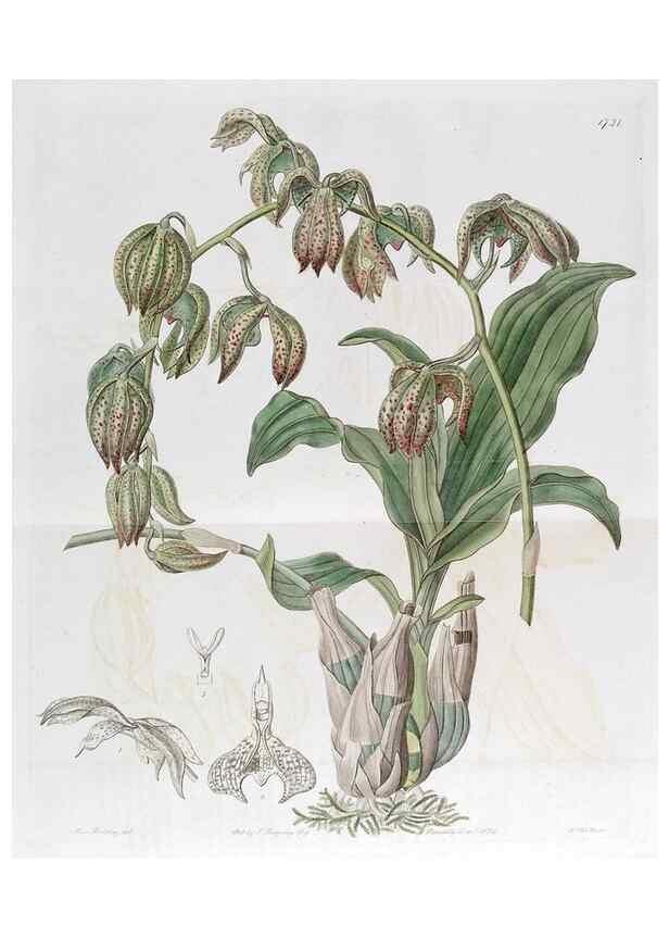 Reproducción/Reproduction 49822161403: Edwards's botanical register.. London :James Ridgway,1829-1847.. 