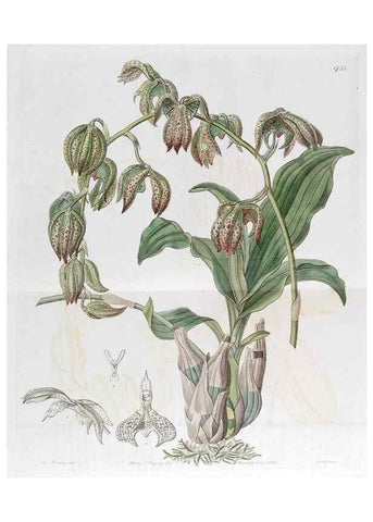 Reproducción/Reproduction 49822161403: Edwards's botanical register.. London :James Ridgway,1829-1847.. 
