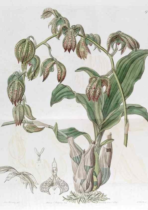 Reproducción/Reproduction 49822161403: Edwards's botanical register.. London :James Ridgway,1829-1847.. 