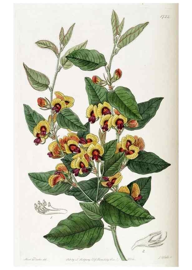 Reproducción/Reproduction 49822697876: Edwards's botanical register.. London :James Ridgway,1829-1847.. 