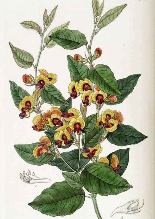Reproducción/Reproduction 49822697876: Edwards's botanical register.. London :James Ridgway,1829-1847.. 