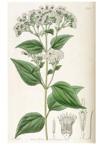 Reproducción/Reproduction 49823014257: Edwards's botanical register.. London :James Ridgway,1829-1847.. 