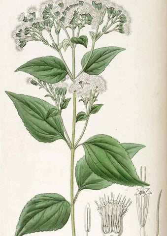 Reproducción/Reproduction 49823014257: Edwards's botanical register.. London :James Ridgway,1829-1847.. 
