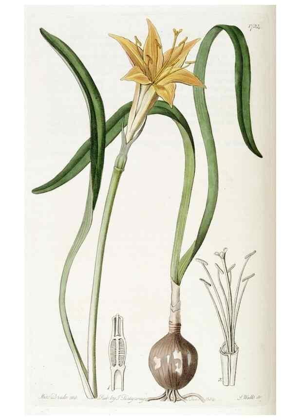Reproducción/Reproduction 49822162803: Edwards's botanical register.. London :James Ridgway,1829-1847.. 