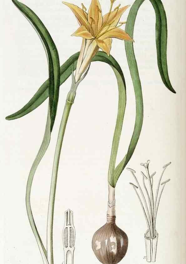 Reproducción/Reproduction 49822162803: Edwards's botanical register.. London :James Ridgway,1829-1847.. 