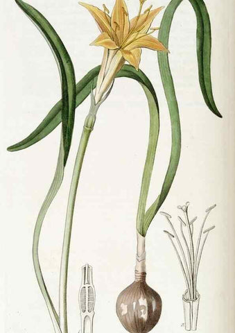 Reproducción/Reproduction 49822162803: Edwards's botanical register.. London :James Ridgway,1829-1847.. 