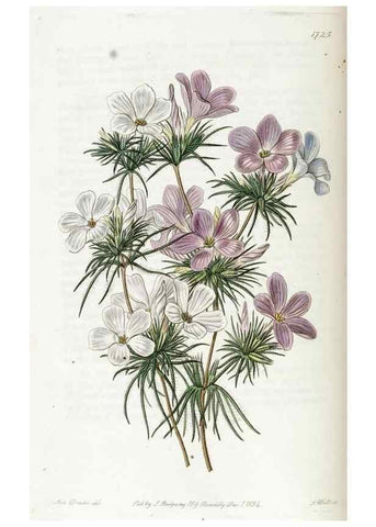 Reproducción/Reproduction 49822163158: Edwards's botanical register.. London :James Ridgway,1829-1847.. 
