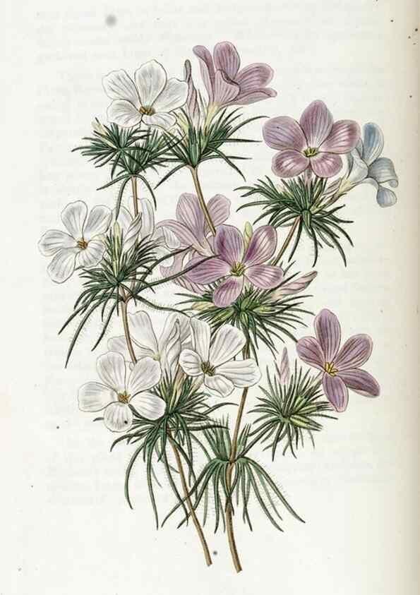 Reproducción/Reproduction 49822163158: Edwards's botanical register.. London :James Ridgway,1829-1847.. 