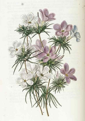 Reproducción/Reproduction 49822163158: Edwards's botanical register.. London :James Ridgway,1829-1847.. 