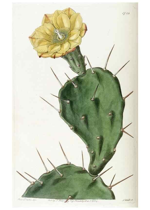 Reproducción/Reproduction 49822699611: Edwards's botanical register.. London :James Ridgway,1829-1847.. 