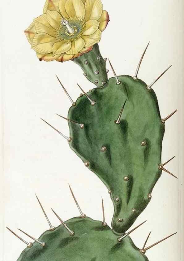 Reproducción/Reproduction 49822699611: Edwards's botanical register.. London :James Ridgway,1829-1847.. 