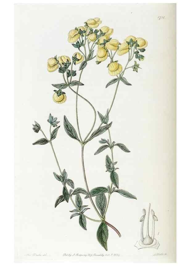 Reproducción/Reproduction 49823009622: Edwards's botanical register.. London :James Ridgway,1829-1847.. 