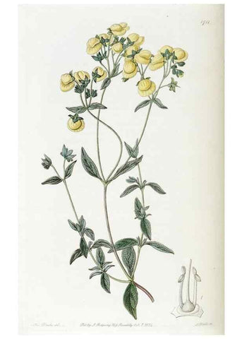 Reproducción/Reproduction 49823009622: Edwards's botanical register.. London :James Ridgway,1829-1847.. 