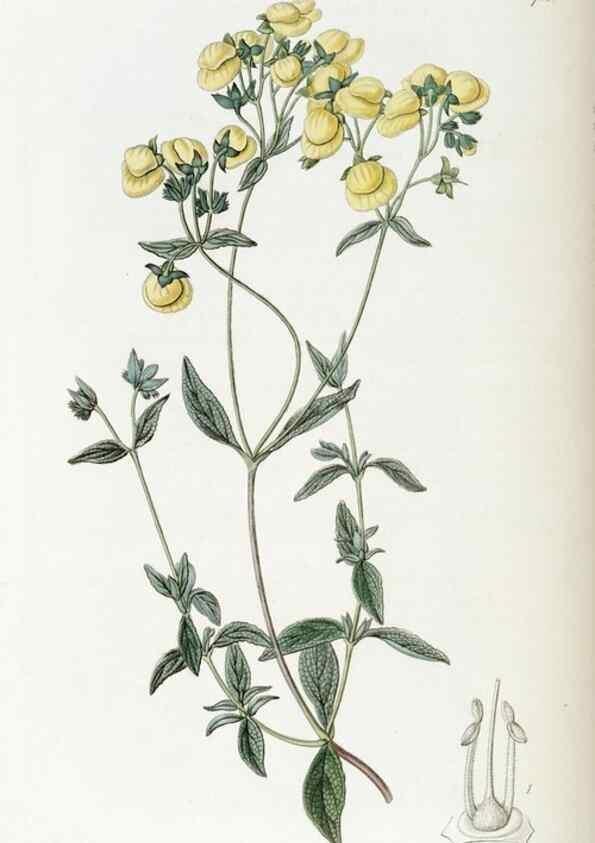 Reproducción/Reproduction 49823009622: Edwards's botanical register.. London :James Ridgway,1829-1847.. 