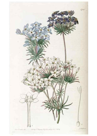 Reproducción/Reproduction 49822693466: Edwards's botanical register.. London :James Ridgway,1829-1847.. 