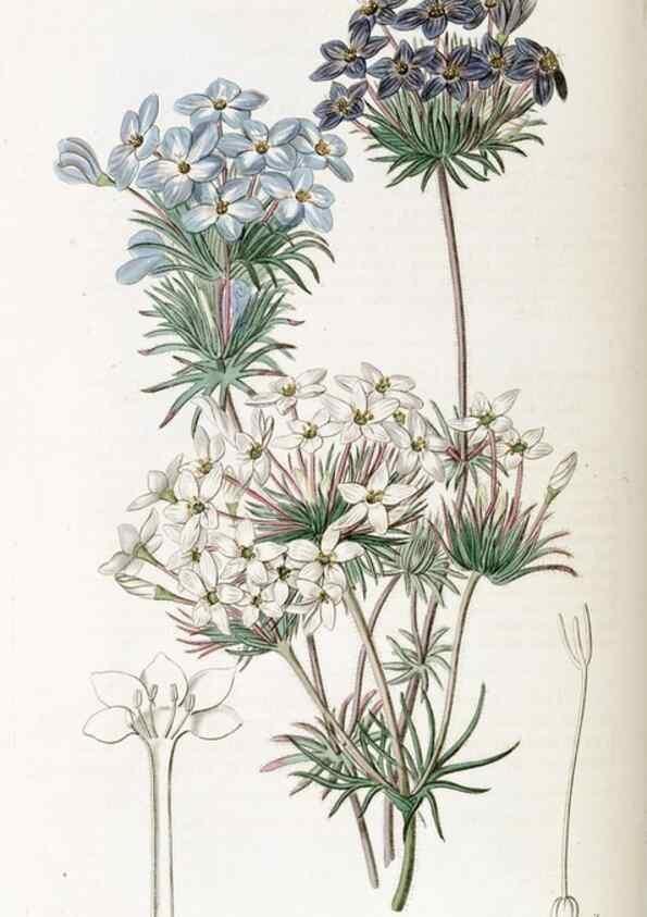 Reproducción/Reproduction 49822693466: Edwards's botanical register.. London :James Ridgway,1829-1847.. 