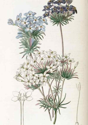 Reproducción/Reproduction 49822693466: Edwards's botanical register.. London :James Ridgway,1829-1847.. 