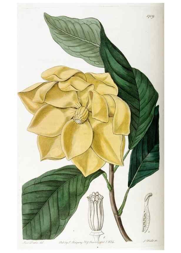 Reproducción/Reproduction 49822156988: Edwards's botanical register.. London :James Ridgway,1829-1847.. 