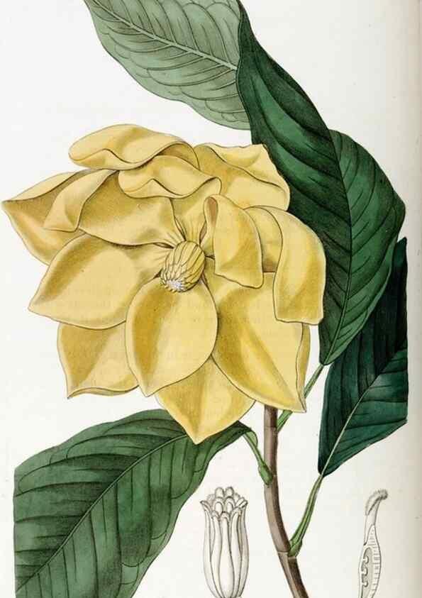 Reproducción/Reproduction 49822156988: Edwards's botanical register.. London :James Ridgway,1829-1847.. 