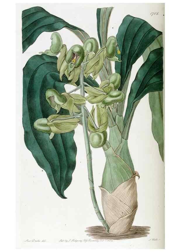 Reproducción/Reproduction 49822156638: Edwards's botanical register.. London :James Ridgway,1829-1847.. 
