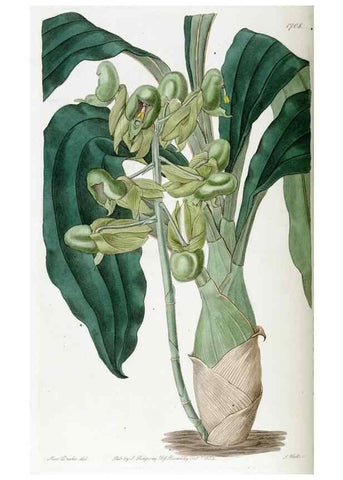 Reproducción/Reproduction 49822156638: Edwards's botanical register.. London :James Ridgway,1829-1847.. 