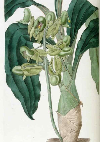 Reproducción/Reproduction 49822156638: Edwards's botanical register.. London :James Ridgway,1829-1847.. 