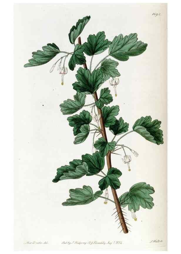 Reproducción/Reproduction 49822686811: Edwards's botanical register.. London :James Ridgway,1829-1847.. 