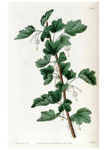 Reproducción/Reproduction 49822686811: Edwards's botanical register.. London :James Ridgway,1829-1847.. 