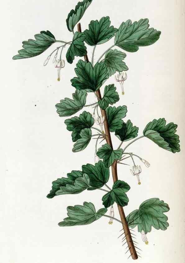 Reproducción/Reproduction 49822686811: Edwards's botanical register.. London :James Ridgway,1829-1847.. 