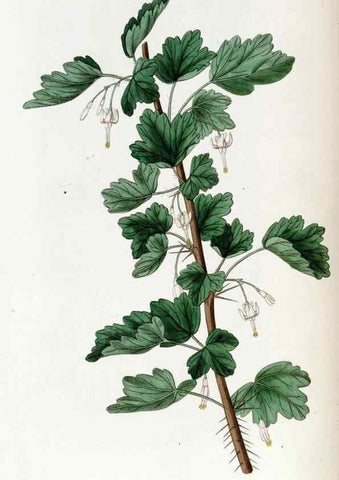Reproducción/Reproduction 49822686811: Edwards's botanical register.. London :James Ridgway,1829-1847.. 
