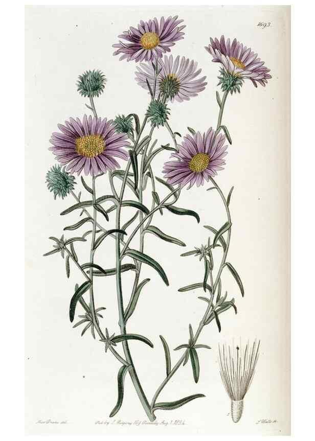 Reproducción/Reproduction 49822151123: Edwards's botanical register.. London :James Ridgway,1829-1847.. 