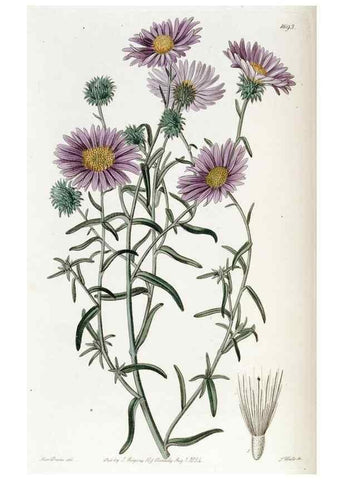Reproducción/Reproduction 49822151123: Edwards's botanical register.. London :James Ridgway,1829-1847.. 