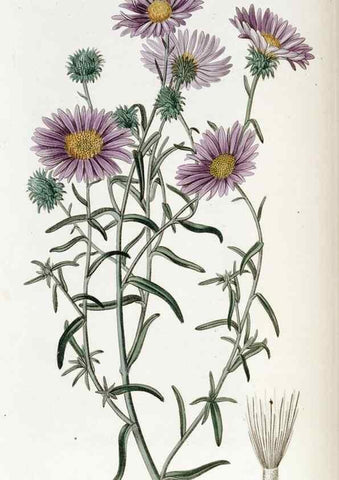 Reproducción/Reproduction 49822151123: Edwards's botanical register.. London :James Ridgway,1829-1847.. 