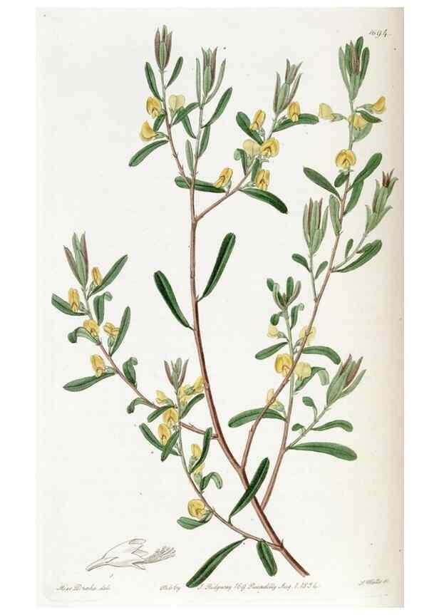 Reproducción/Reproduction 49823003377: Edwards's botanical register.. London :James Ridgway,1829-1847.. 
