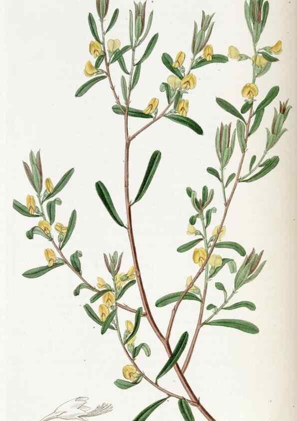 Reproducción/Reproduction 49823003377: Edwards's botanical register.. London :James Ridgway,1829-1847.. 