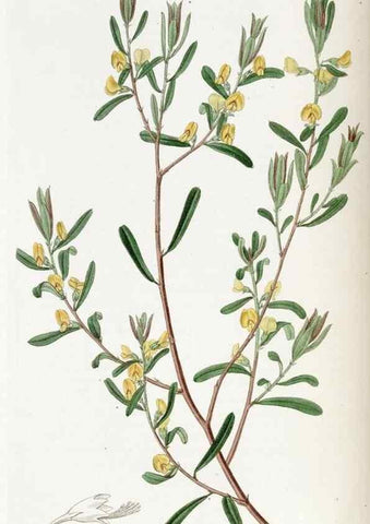 Reproducción/Reproduction 49823003377: Edwards's botanical register.. London :James Ridgway,1829-1847.. 