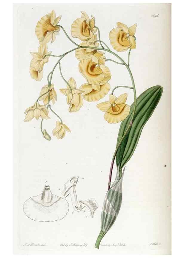Reproducción/Reproduction 49822687936: Edwards's botanical register.. London :James Ridgway,1829-1847.. 
