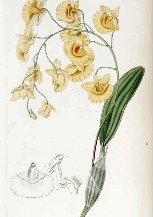 Reproducción/Reproduction 49822687936: Edwards's botanical register.. London :James Ridgway,1829-1847.. 