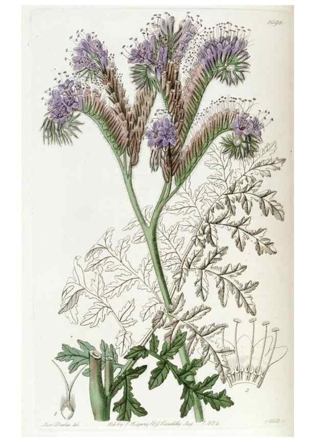 Reproducción/Reproduction 49822688456: Edwards's botanical register.. London :James Ridgway,1829-1847.. 