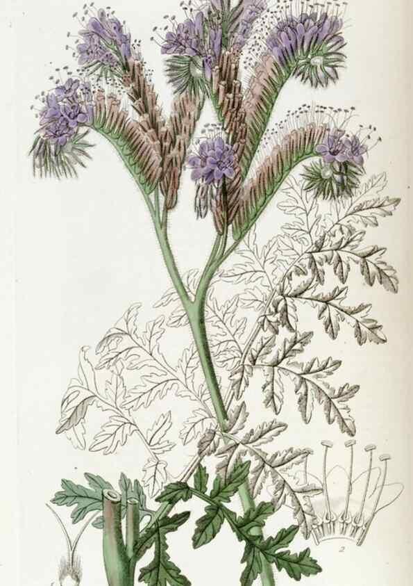 Reproducción/Reproduction 49822688456: Edwards's botanical register.. London :James Ridgway,1829-1847.. 