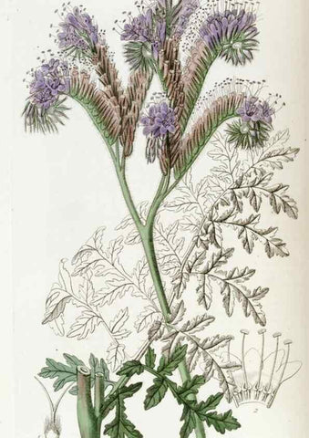 Reproducción/Reproduction 49822688456: Edwards's botanical register.. London :James Ridgway,1829-1847.. 