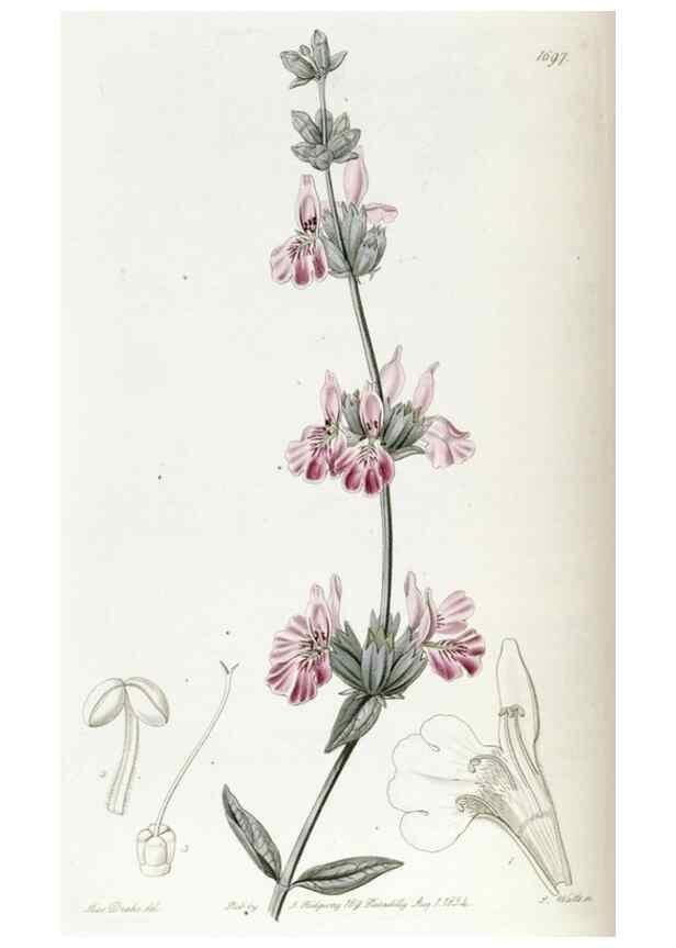 Reproducción/Reproduction 49822688866: Edwards's botanical register.. London :James Ridgway,1829-1847.. 