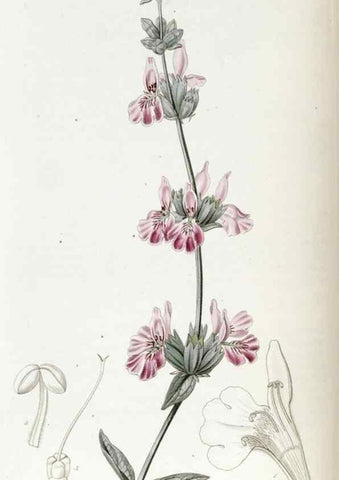 Reproducción/Reproduction 49822688866: Edwards's botanical register.. London :James Ridgway,1829-1847.. 