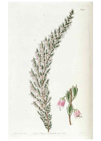 Reproducción/Reproduction 49823004977: Edwards's botanical register.. London :James Ridgway,1829-1847.. 