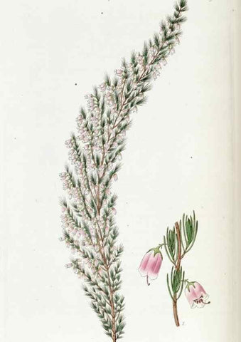 Reproducción/Reproduction 49823004977: Edwards's botanical register.. London :James Ridgway,1829-1847.. 