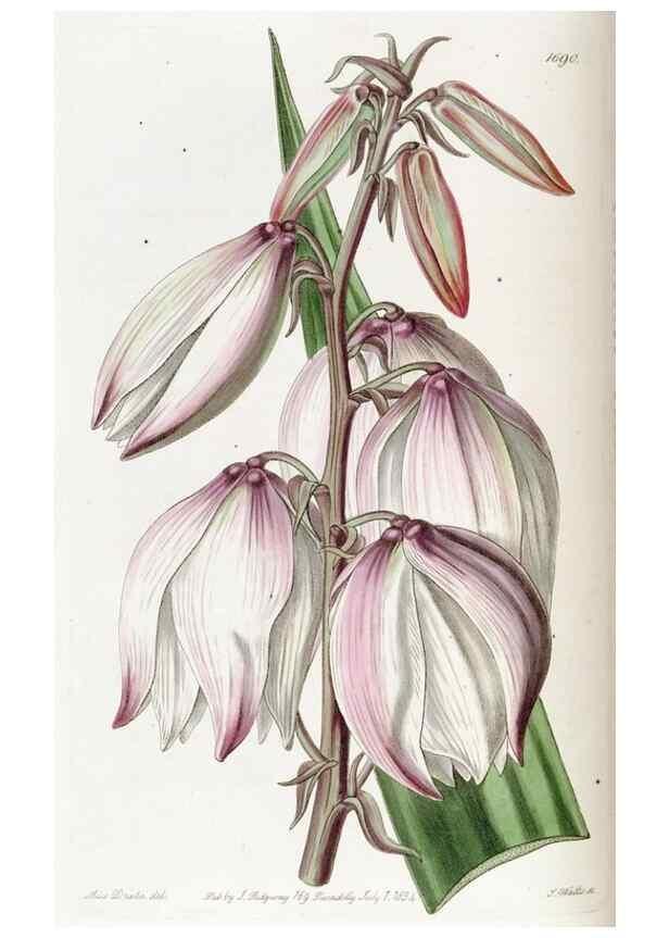 Reproducción/Reproduction 49823001667: Edwards's botanical register.. London :James Ridgway,1829-1847.. 