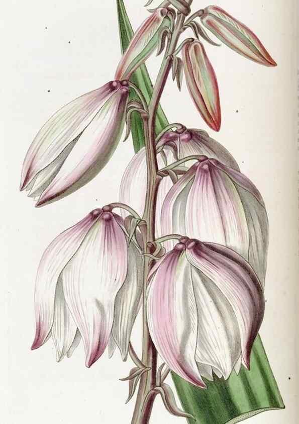 Reproducción/Reproduction 49823001667: Edwards's botanical register.. London :James Ridgway,1829-1847.. 
