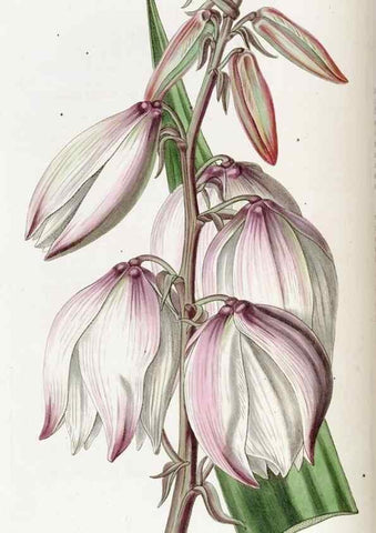 Reproducción/Reproduction 49823001667: Edwards's botanical register.. London :James Ridgway,1829-1847.. 