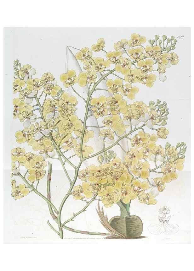 Reproducción/Reproduction 49823005307: Edwards's botanical register.. London :James Ridgway,1829-1847.. 